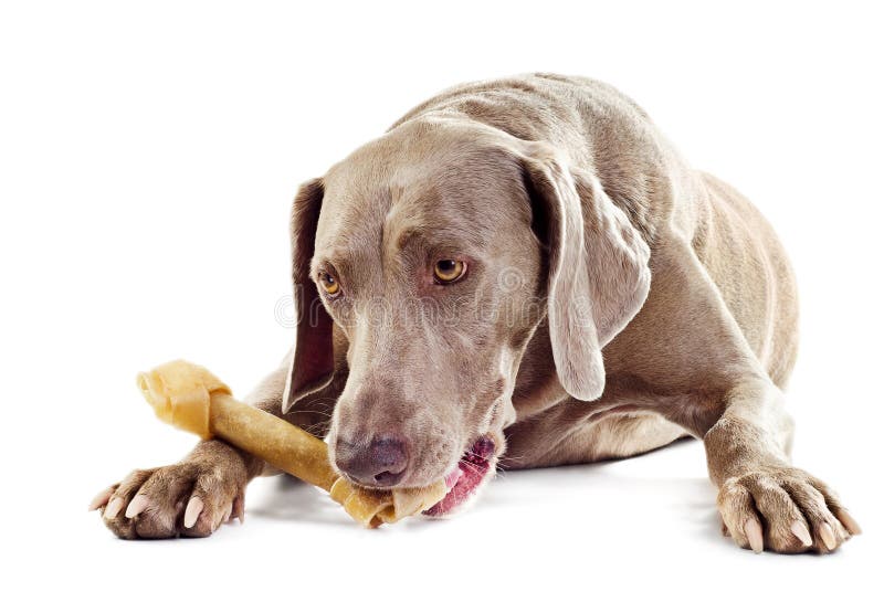 Cane con l'osso fotografia stock. Immagine di documentalista 34324096