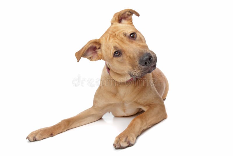 Confused dog laying down isolated on white background. Confused dog laying down isolated on white background.