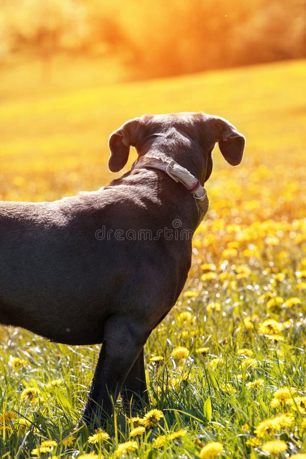 Cane Corso Dog Standing in a Dandelion Meadow Stock Photo Image of