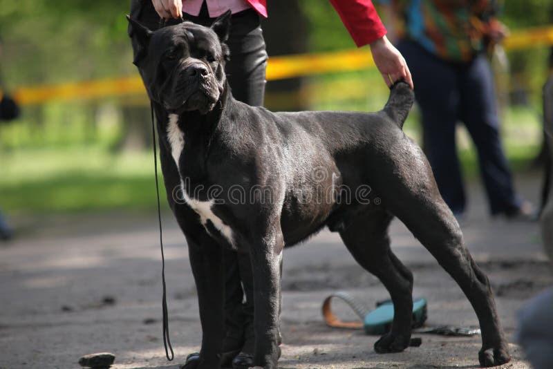 Cane Corso adult dog exhibition moment stock photo Cane Corso adult dog exhibition moment stock photo