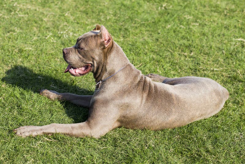 hunting with cane corso