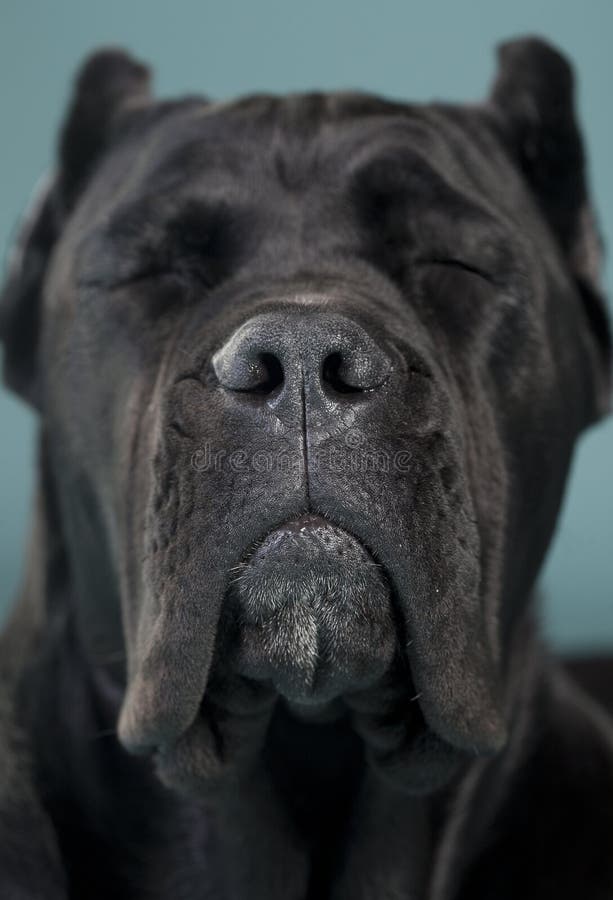 Cane Corso close eyes stock photo. Image of snout, smile 84254182
