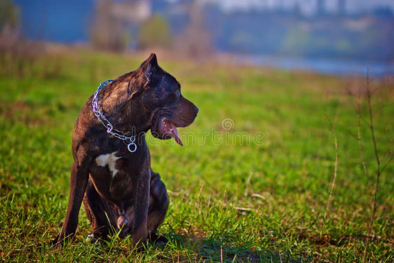 Cane Corso stock image. Image of green, white, walk, friend 54366661