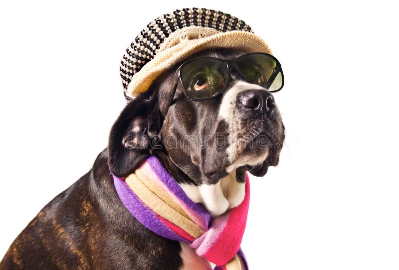 Cane corso dog stock photography Cane corso dog stock photography