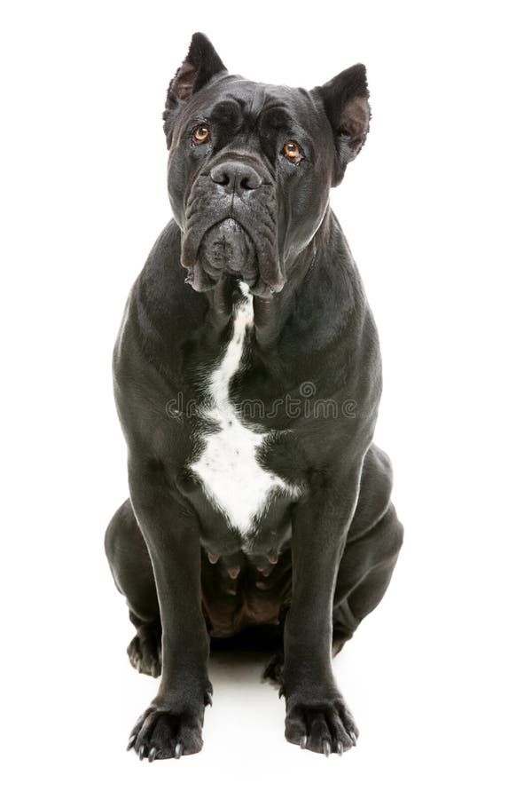 Cane corso dog stock images Cane corso dog stock images