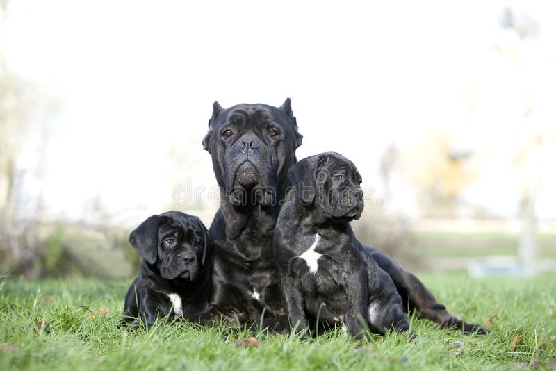 Cane Corso, a Dog Breed from Italie, Mother and Puppies on Grass Stock  Photo - Alamy