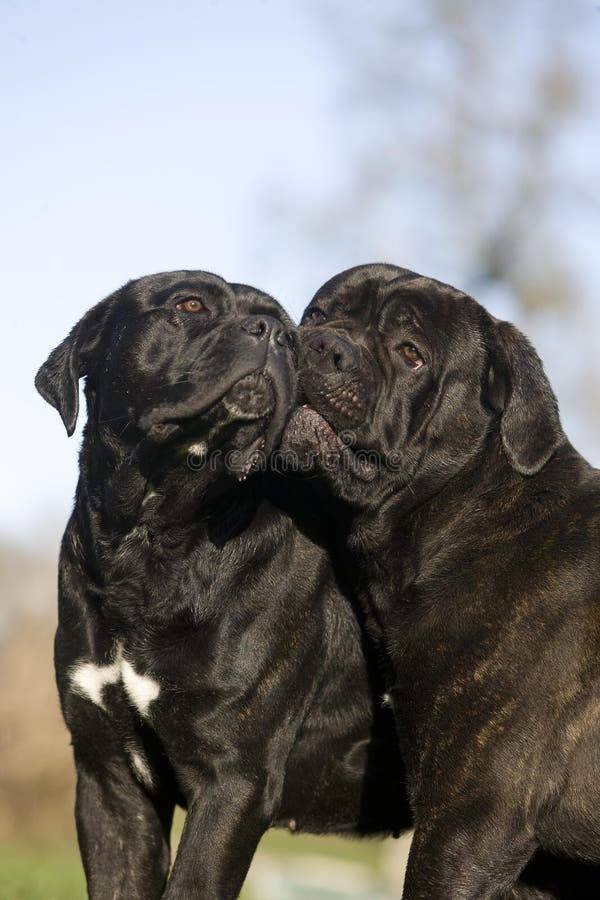 CANE CORSO, a DOG BREED from ITALY, PAIR of ADULT SITTING on GRASS