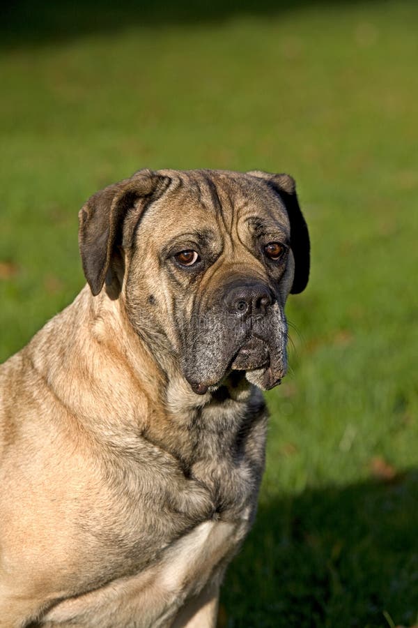 Cane Corso, a Dog Breed from Italie, Mother and Puppies on Grass Stock  Photo - Alamy