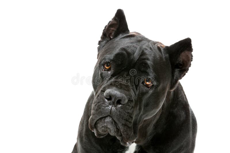 Cane corso dog stock images Cane corso dog stock images