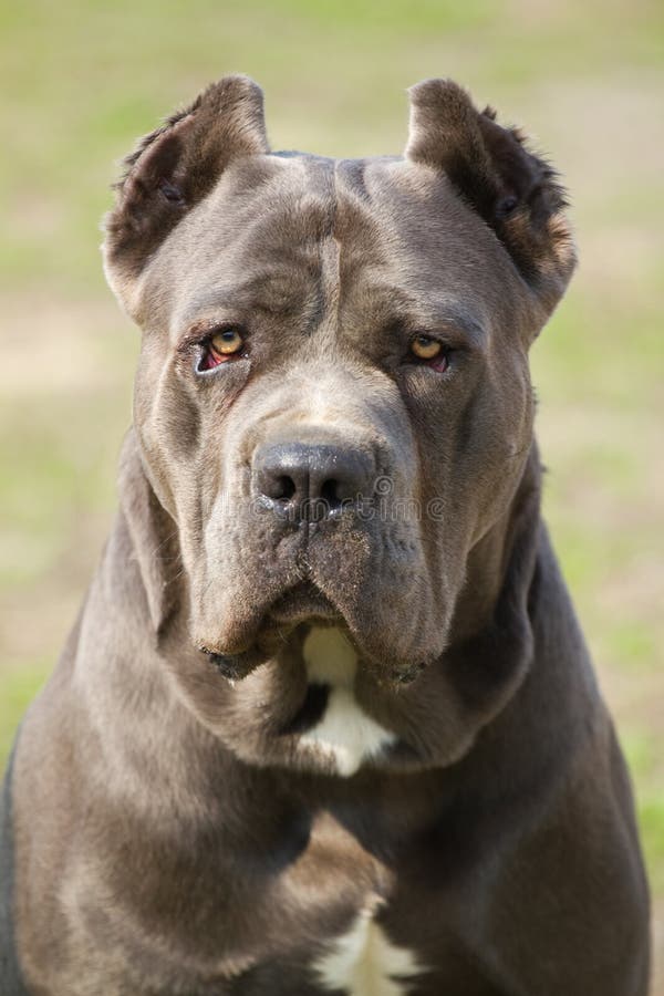 Cane corso dog stock image Cane corso dog stock image