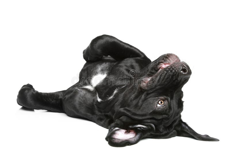 Cane corso dog puppy resting royalty free stock image Cane corso dog puppy resting royalty free stock image