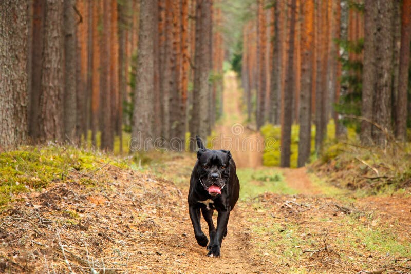 are cane corso good for hiking