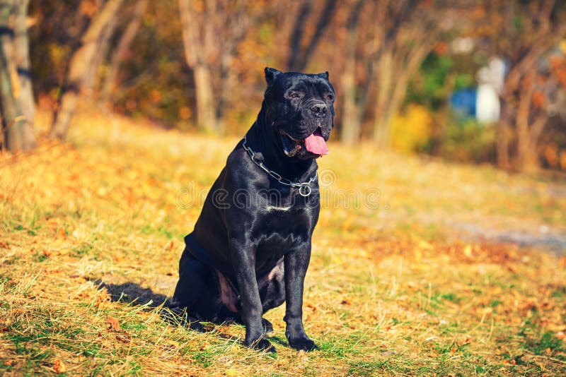 Cane corso italiano dog stock photo. Image of face, cane 48420674