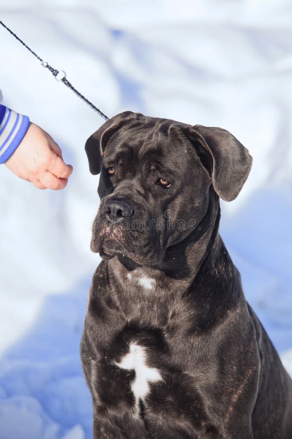 Cane Corso Italiano Dog Winter Portrait Stock Photo Image of