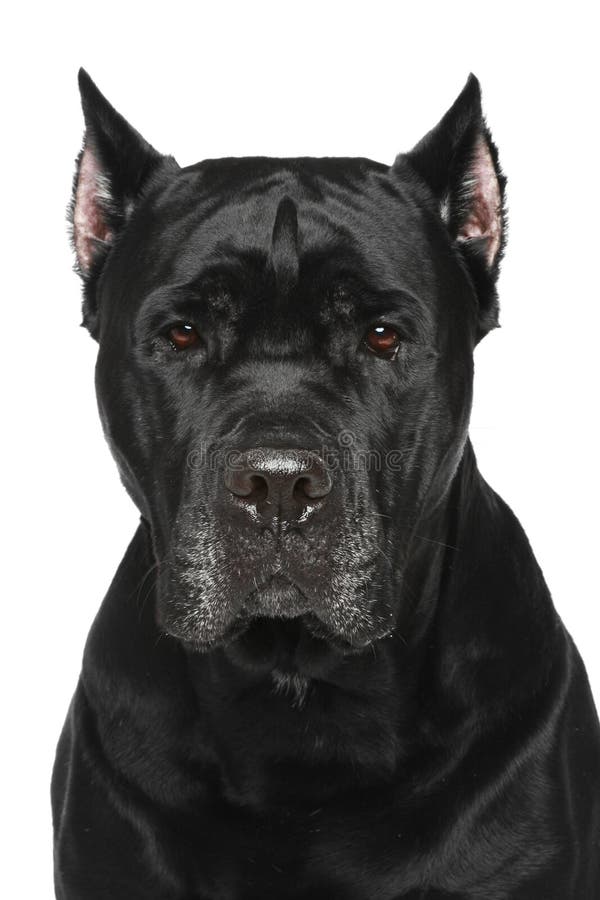 Cane Corso Italiano. Portrait on white background