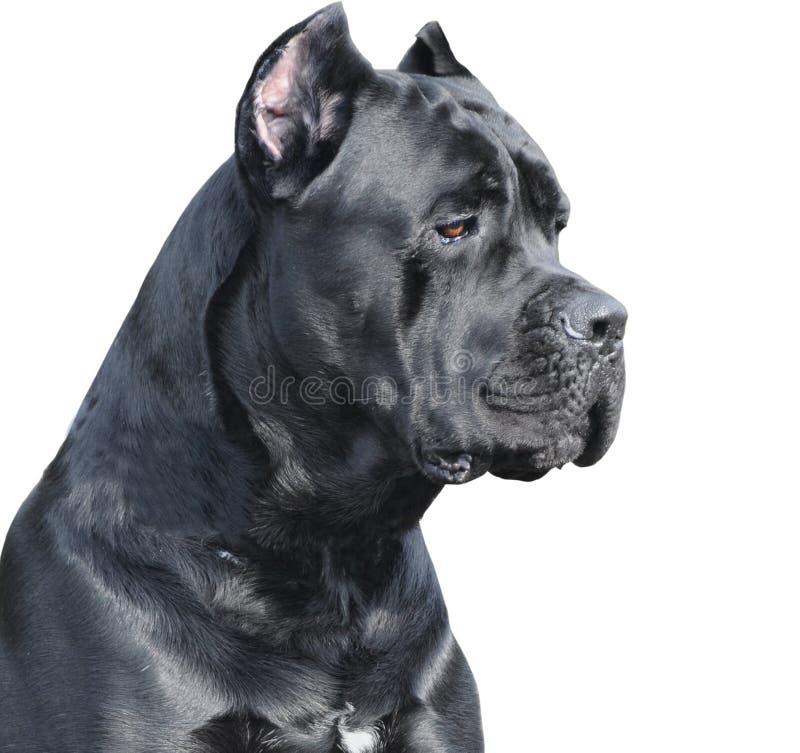 Cane corso Italiano