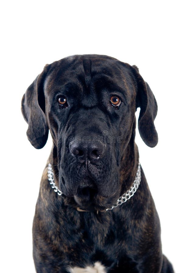 Cane corso mastif dog portrait