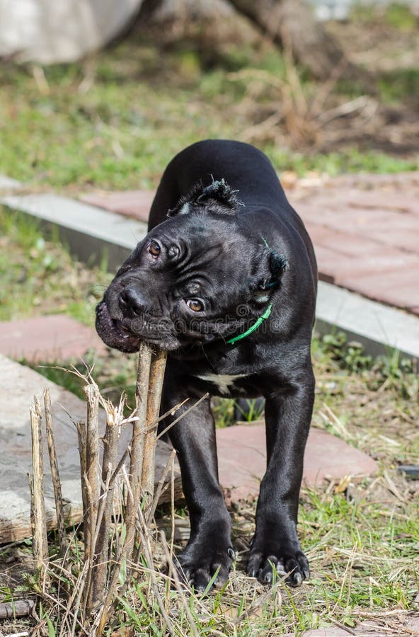 CaneCorso Puppy With Cropped Ears Stock Photo Image of