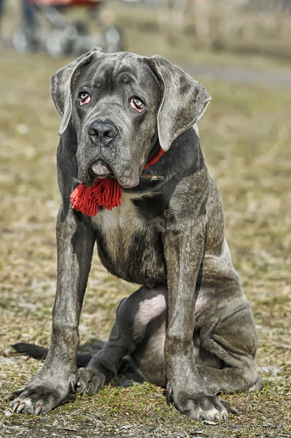Cane Corso Puppy With Blue Eyes Stock Photo Image Of Dog