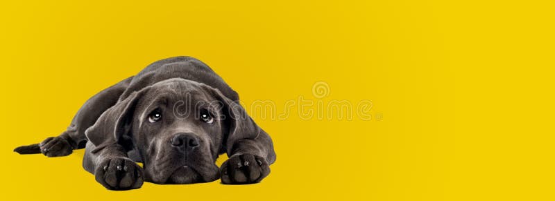 Cane Corso puppy laying in front of a yellow background stock image
