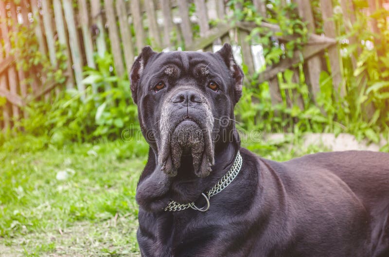 Cane Corso Sits on the Meadow, Guards the Yard. Stock Photo Image of