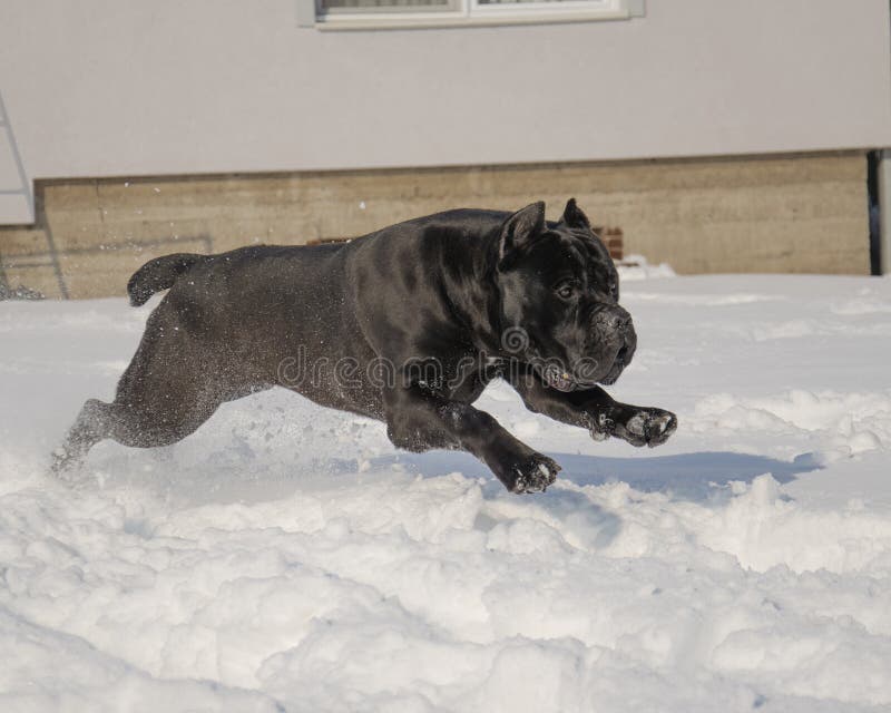 Cane Corso Conan Running