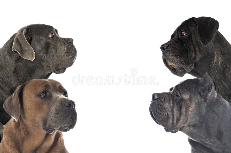 Cane Corsos Stock Photos Free & RoyaltyFree Stock Photos from Dreamstime