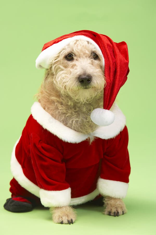 Cane in Costume Della Santa Immagine Stock Immagine di umore, festivo