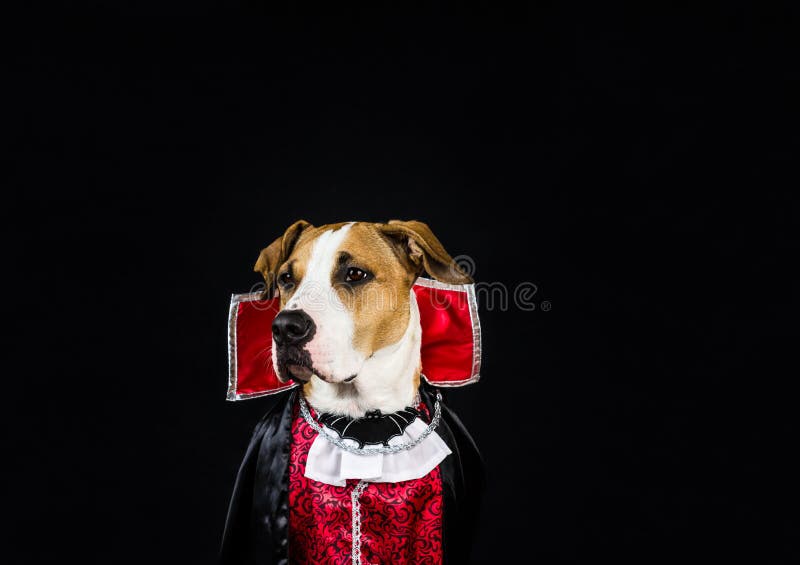 Cane in Costume Di Halloween Fotografia Stock Immagine di autunno