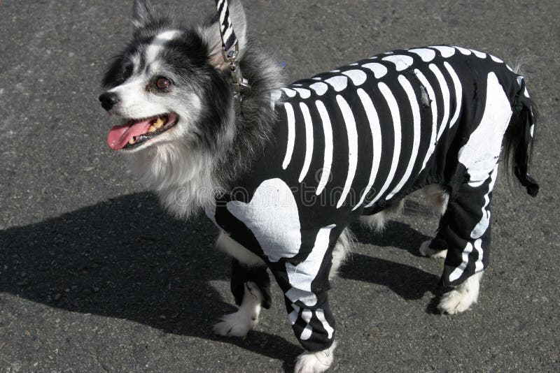 Cane in costume di scheletro immagine stock Cane in costume di scheletro immagine stock
