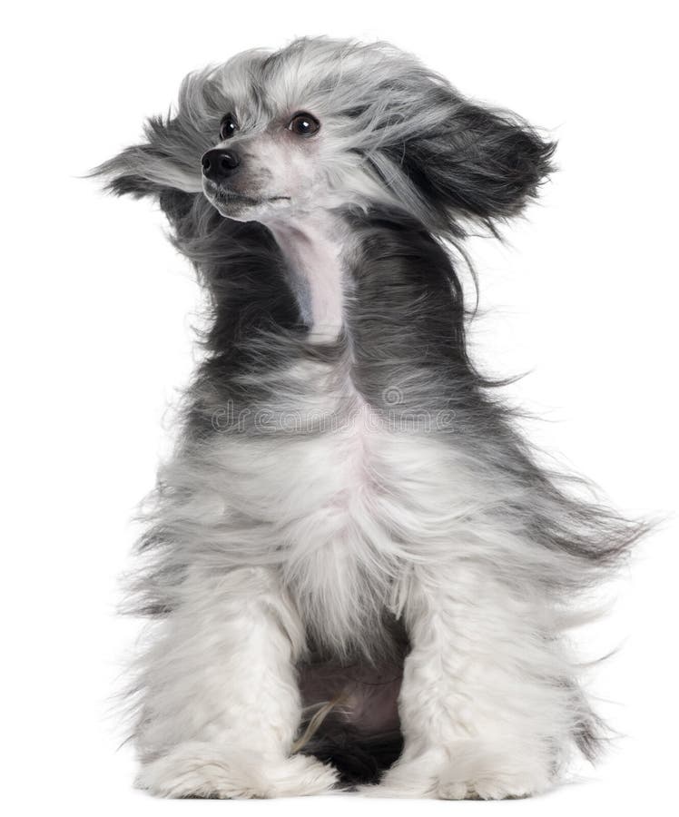 Chinese Crested Dog, 15 months old, with hair in the wind in front of white background. Chinese Crested Dog, 15 months old, with hair in the wind in front of white background