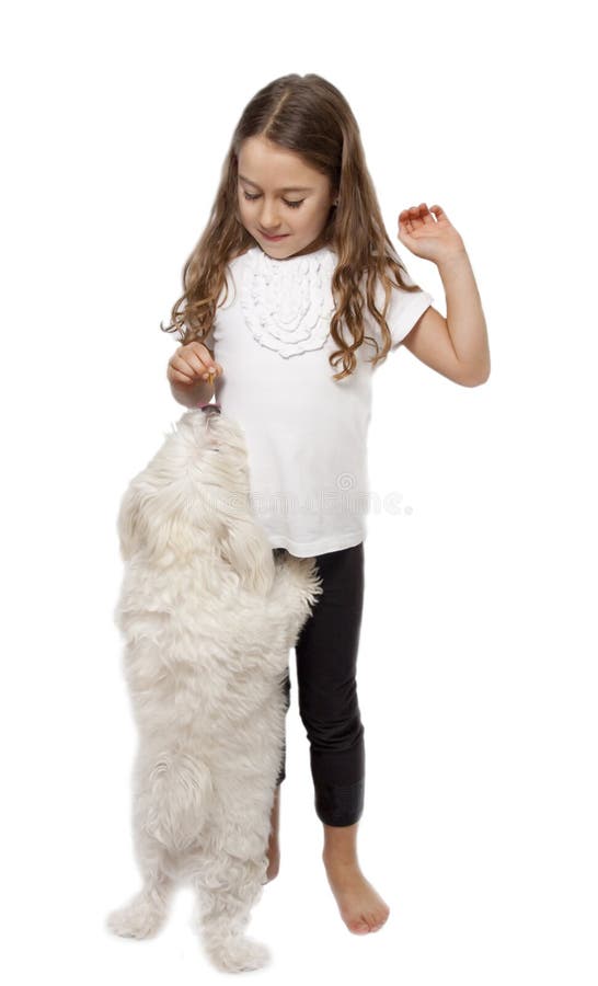 Little girl feeding a maltese dog. Little girl feeding a maltese dog