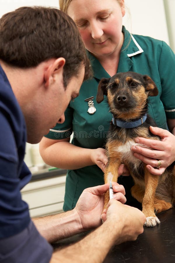 Cane d'esame maschio dell'infermiera e del medico veterinario immagine stock libera da diritti Cane d'esame maschio dell'infermiera e del medico veterinario immagine stock libera da diritti
