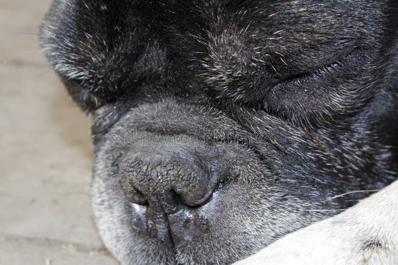 Cane da caccia funzionante immagine stock libera da diritti Cane da caccia funzionante immagine stock libera da diritti