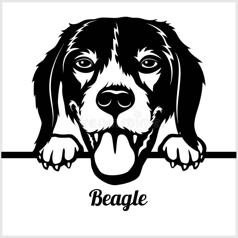 Cane da lepre - dando una occhiata ai cani - - testa del fronte della razza isolata su bianco illustrazione vettoriale Cane da lepre - dando una occhiata ai cani - - testa del fronte della razza isolata su bianco illustrazione vettoriale