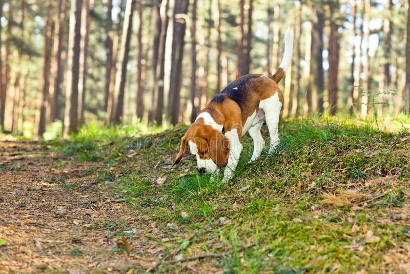 Cane da lepre in foresta immagini stock libere da diritti Cane da lepre in foresta immagini stock libere da diritti