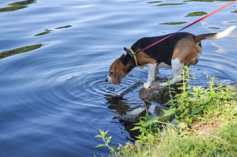 Cane da lepre sulla rottura, acqua potabile dal lago, mentre essendo sulla passeggiata fotografie stock libere da diritti Cane da lepre sulla rottura, acqua potabile dal lago, mentre essendo sulla passeggiata fotografie stock libere da diritti