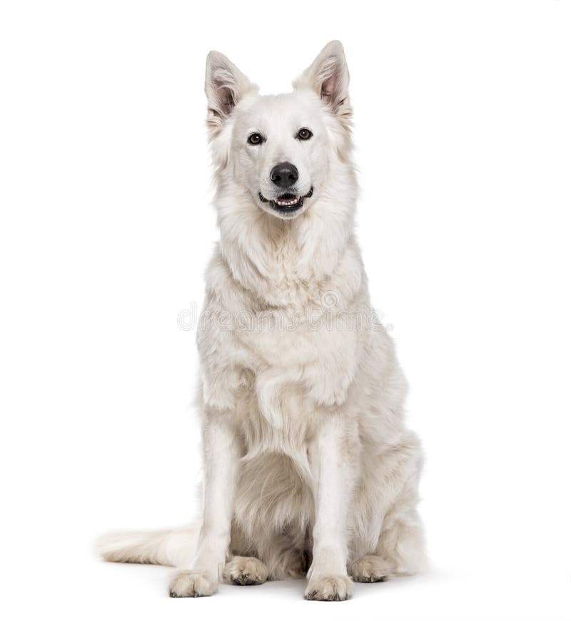 Cane da pastore bianco svizzero, 4 anni