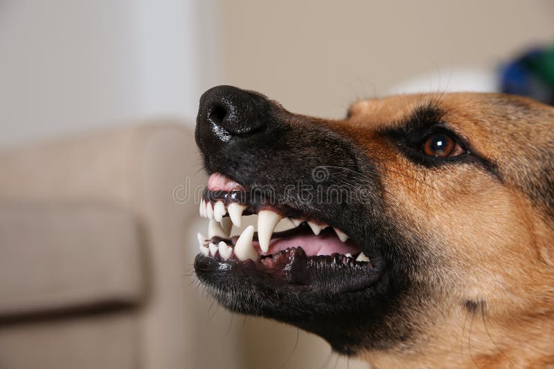 Cane da pastore tedesco che mostra i suoi denti, primo piano immagini stock Cane da pastore tedesco che mostra i suoi denti, primo piano immagini stock