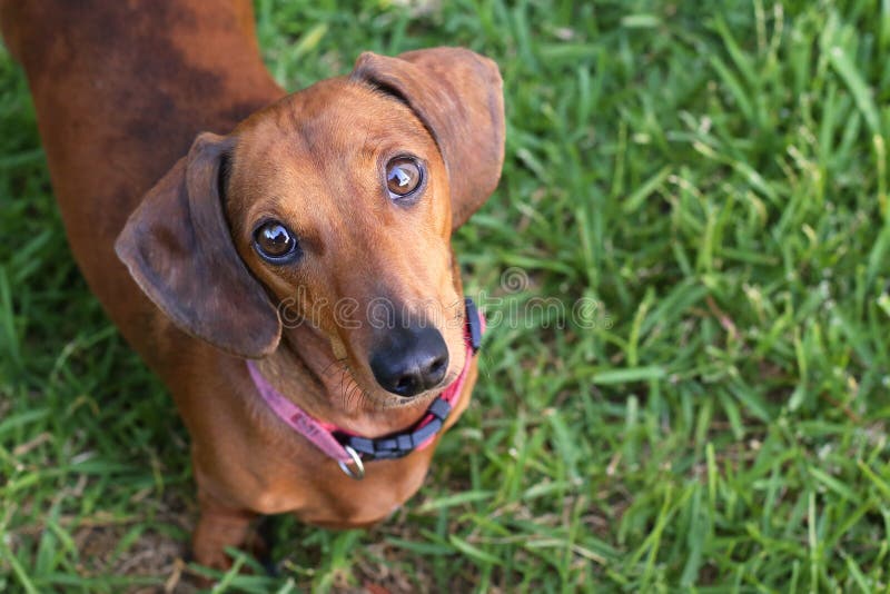 Dachshund dog looking up adoringly. Dachshund dog looking up adoringly