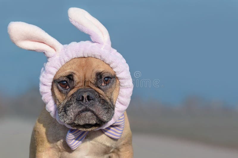 Cane del bulldog francese agghindato con la fascia ed il nastro del costume del coniglietto di pasqua fotografia stock libera da diritti Cane del bulldog francese agghindato con la fascia ed il nastro del costume del coniglietto di pasqua fotografia stock libera da diritti
