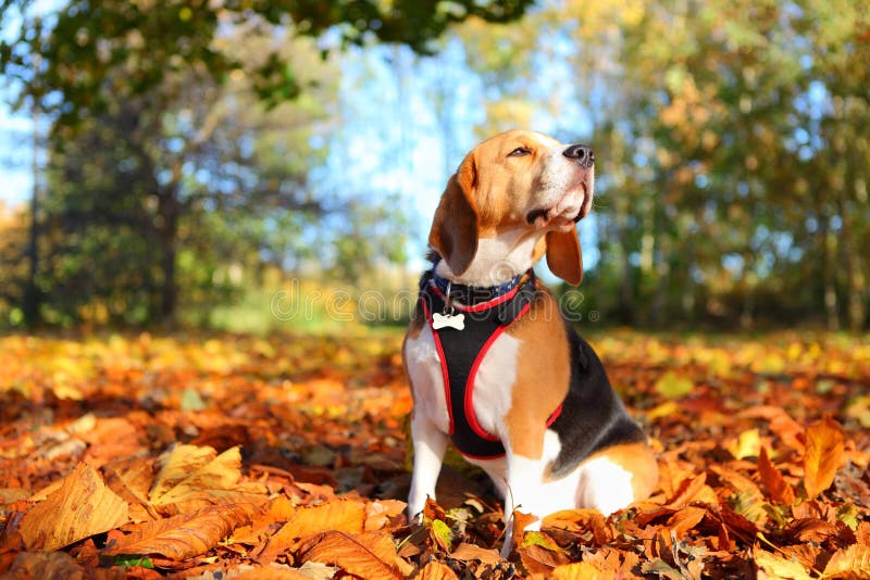 Pet Beagle dog sitting outdoors in Fall. Pet Beagle dog sitting outdoors in Fall.