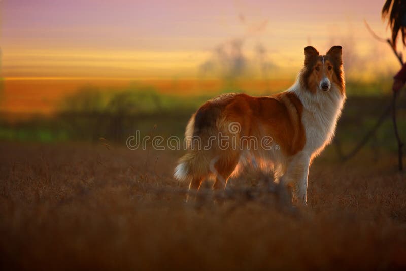 A collie dog in autumn. A collie dog in autumn