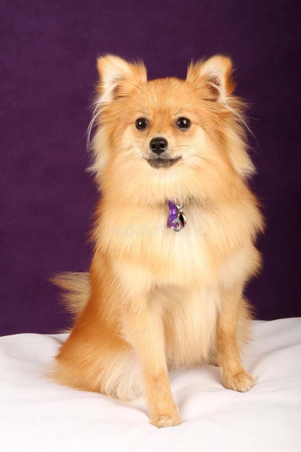 Close up of pomeranian puppy dog against white and purple background. Close up of pomeranian puppy dog against white and purple background