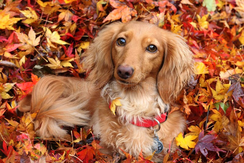 Cane del dachshund di autunno Cane del dachshund di autunno