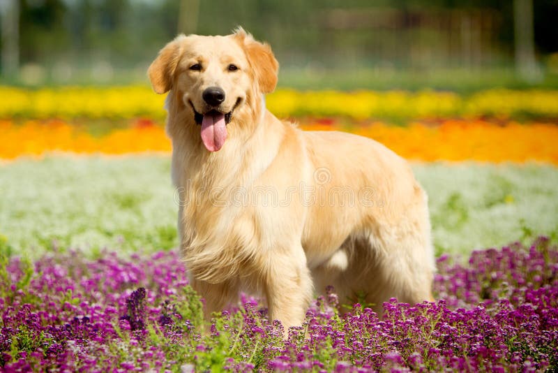 A golden retriever dog in park. A golden retriever dog in park