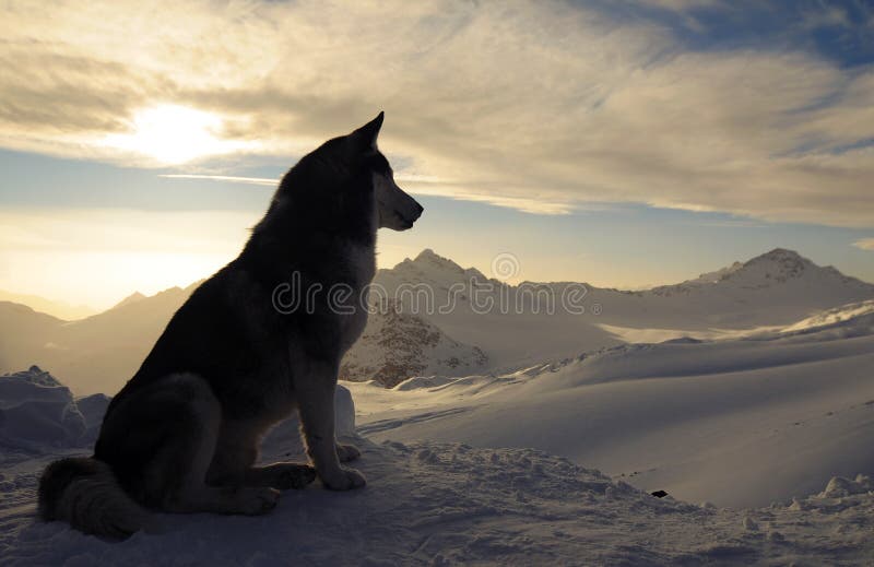 Cane del husky Cane del husky