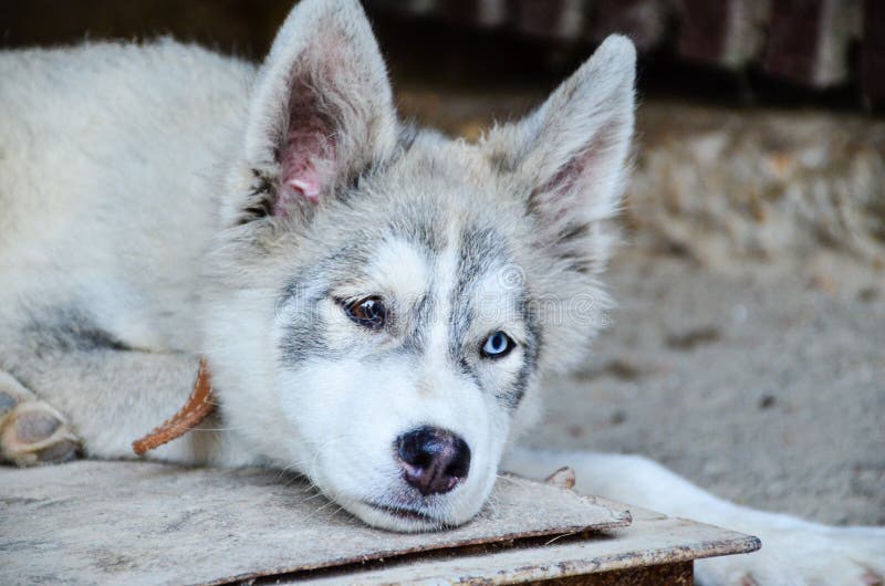 Cane del husky fotografie stock Cane del husky fotografie stock