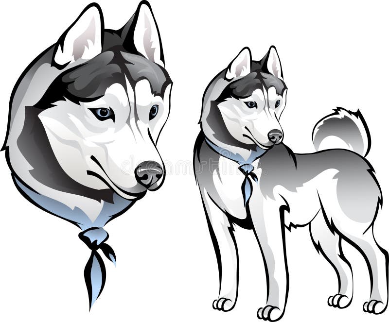 Хаски бандит рисунок