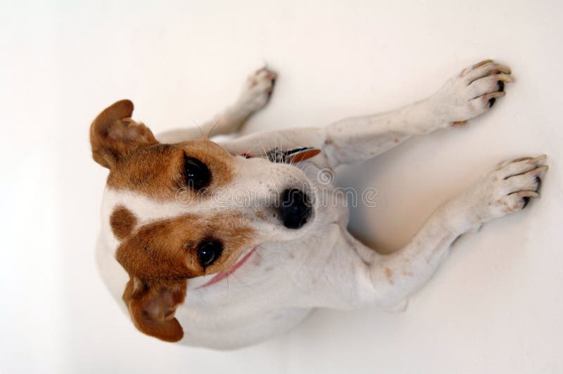 Cane del Jack Russell immagine stock libera da diritti
